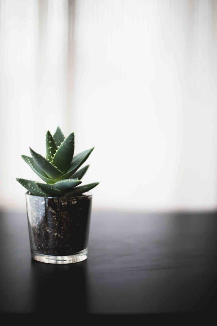 jar with a succulent plant