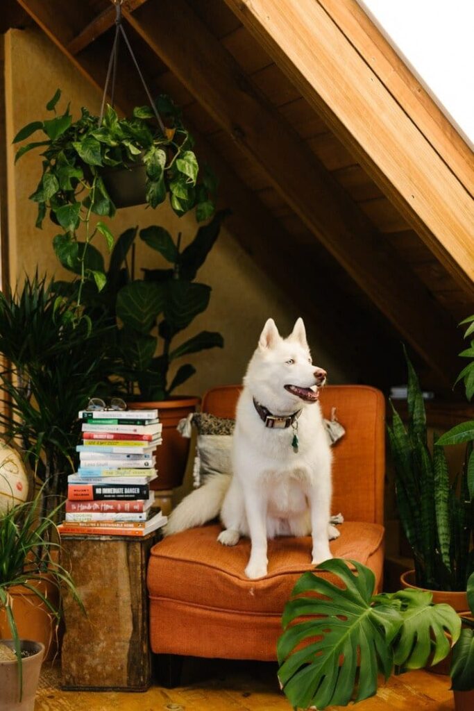 stack of books about sustainable living next to a chair with a large white dog sitting on it.